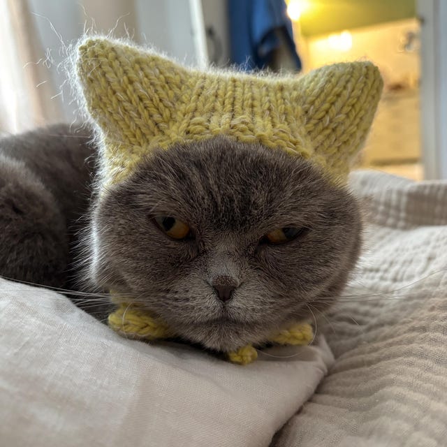 帽子 andwang Fluffy cat knit hat 小物 ANDWANG Fluffy cat knit hat Adorable Cat Hat - Super