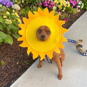 poop emoji dog costume