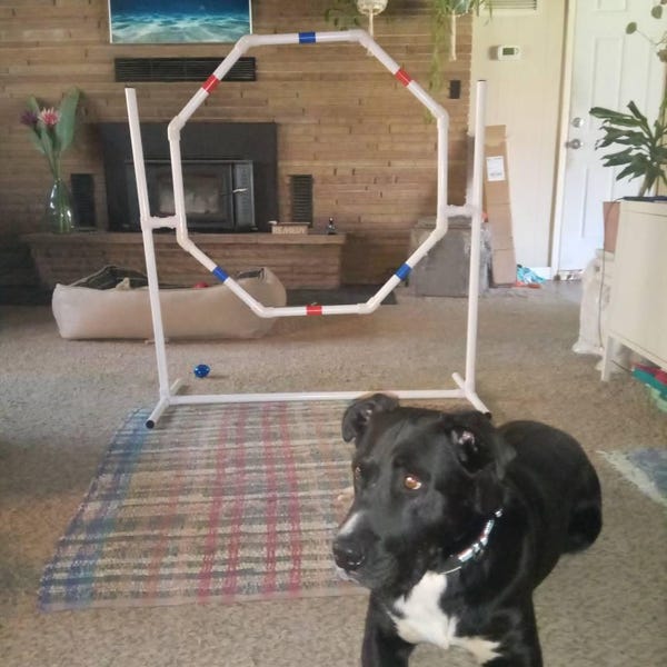 Dog Agility Equipment Premium Hoop Jump/octagon Tire Jump | UV ...