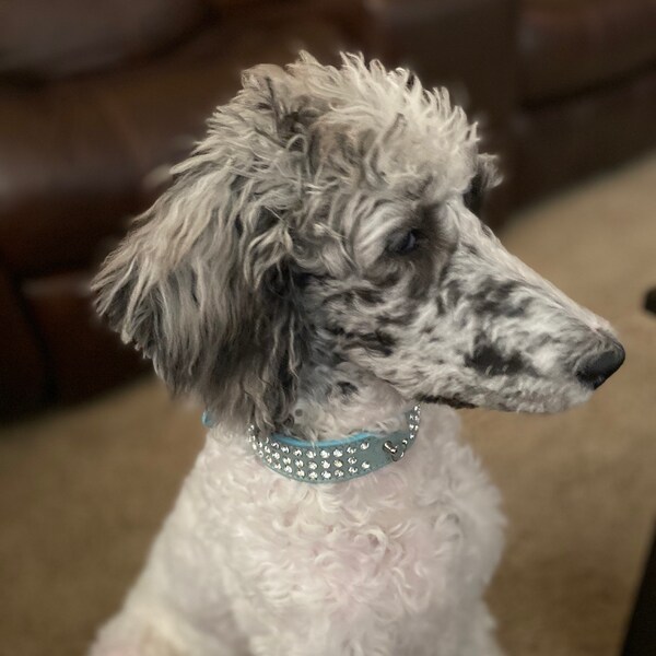 SMALL DOG - Royal Diva Doggy Pink main image 0