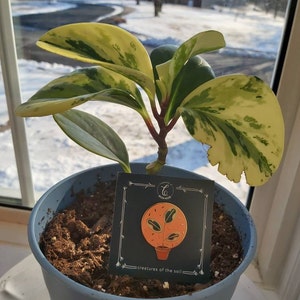 Ginni added a photo of their purchase