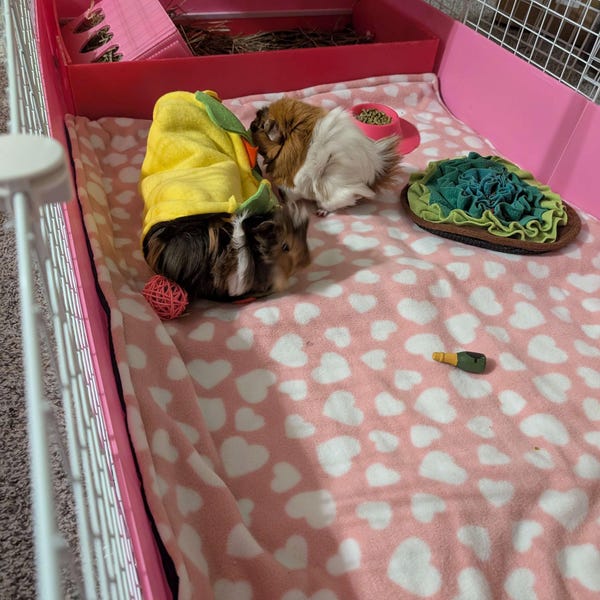 A closer look at Soft Guinea Pig Bed Ideas