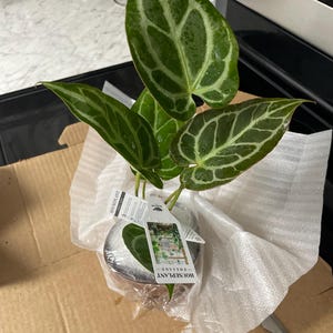 Elizabeth added a photo of their purchase