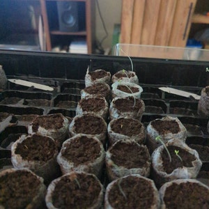 100% Canadian Grown Edible Viola Seeds – Metchosin Farm