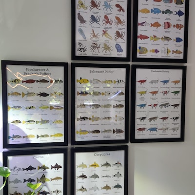 Fish ID Posters Freshwater Shrimp buy One Get 2 Free Fishtank ...