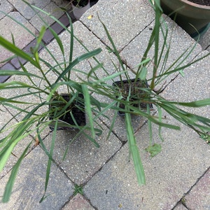 Ana a ajouté une photo de son achat