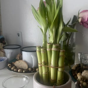Flavia added a photo of their purchase