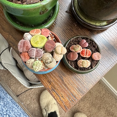 Conophytum Quaesitum Cactus Esotici Rari Pietre Vive Mesemb Cactus Seme 15 Semi - Foto 3