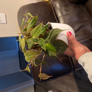 Carrie added a photo of their purchase