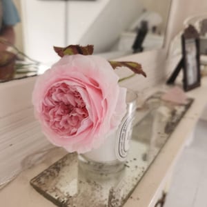 Will added a photo of their purchase
