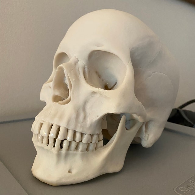 Model Medical Teaching Skeleton Lifesize 1: 1 Human Skull Model Lifesize 1:1