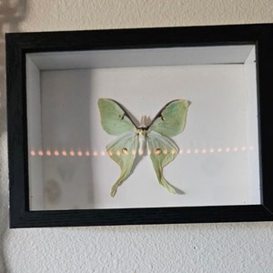 Nevada added a photo of their purchase