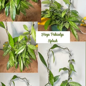 Audai added a photo of their purchase