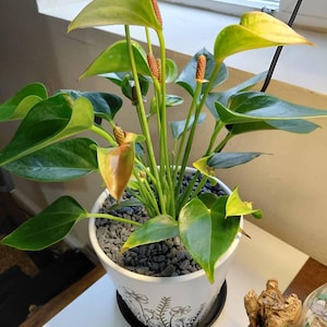 Sharon added a photo of their purchase