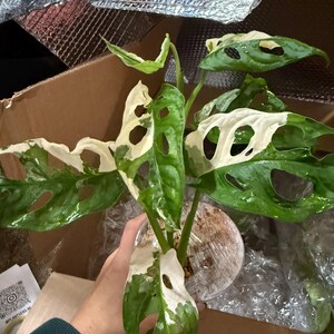 Marissa added a photo of their purchase