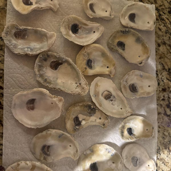 50 Shells SMALL 2 Inch-3 Inch - Etsy