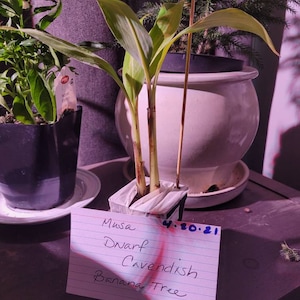 SHAMMA added a photo of their purchase