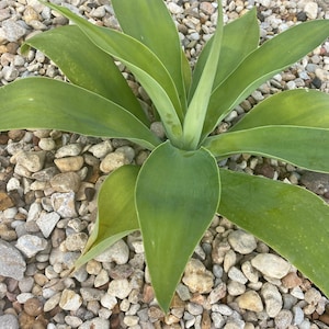 Echea added a photo of their purchase