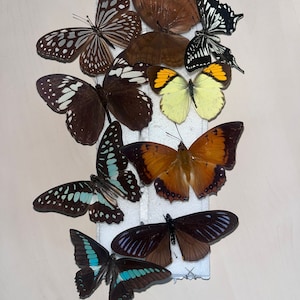 Butterfly Moth Spreading Board With Grid Sticker Taxidermy Entomology