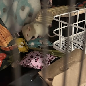 Ashley added a photo of their purchase