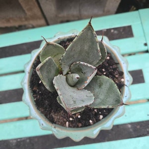アガベ　パリートランカータ中株 アガベ パリー トランカータ 中株 | Agave Rocon