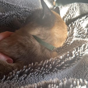 Franzi hat ein Foto des gekauften Artikels hinzugefügt