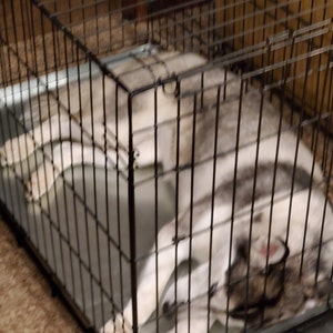 36 dog crate replacement tray