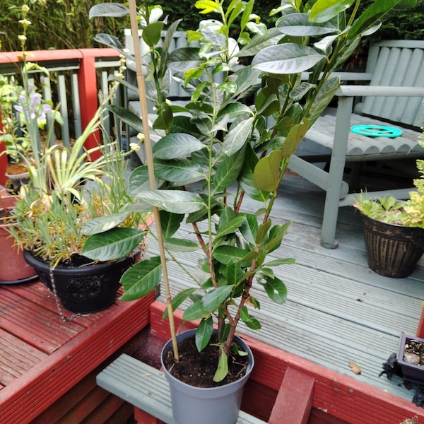 60 Cherry Laurel Hedging 25-40cm Tall Potted