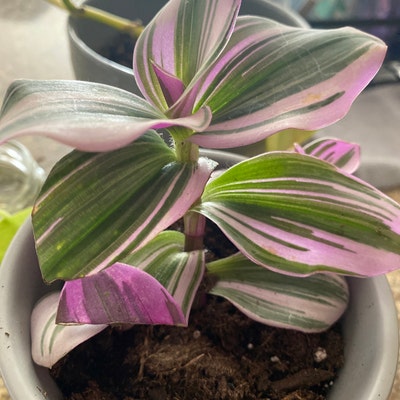 Rare Tradescantia Nanouk Fluminen Lilac in Nursery Pot - Etsy