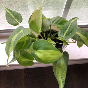 Demi Holt added a photo of their purchase