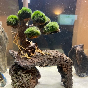 Marimo Moss Ball Driftwood Bonsai Tree for Aquarium Terrarium | Etsy Marimo Moss Ball Driftwood Bonsai Tree for Aquarium Terrarium | Etsy