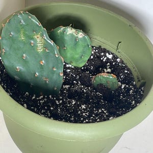 n added a photo of their purchase