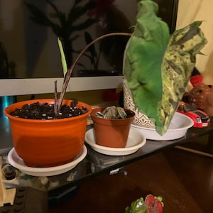 jonchel added a photo of their purchase