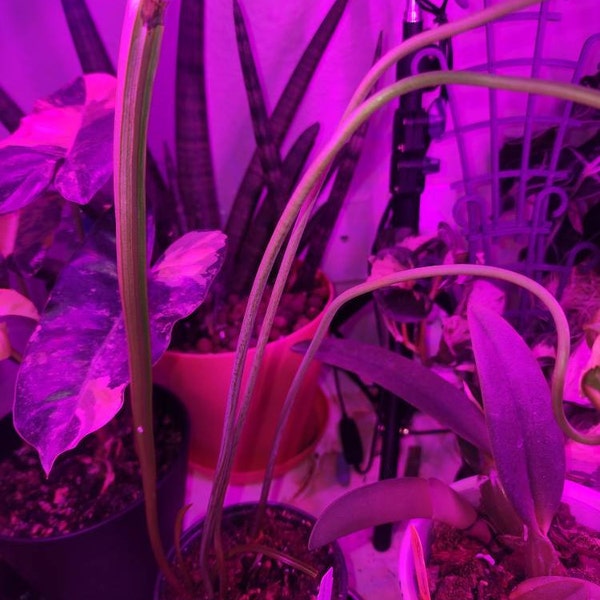 HUGE Sarracenia Carnivorous Pitcher Plant - Specimen Sized Beginner ...