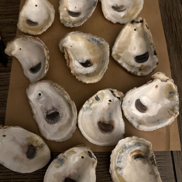 50 Shells SMALL 2 Inch-3 Inch - Etsy