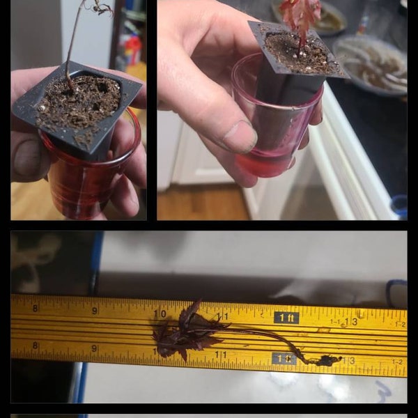 Japanese Red Maple Tree About 4