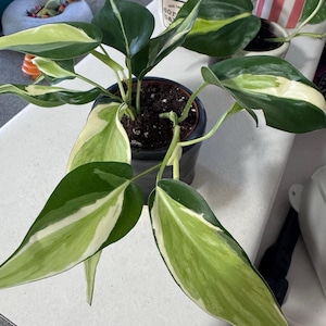 rachel added a photo of their purchase