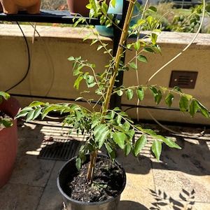 Vandana added a photo of their purchase