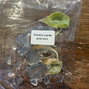 将光 added a photo of their purchase