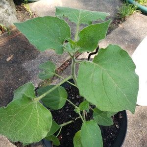 Dani heeft een foto van zijn/haar aankoop toegevoegd