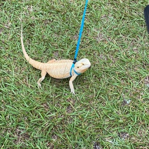 blue tongue skink leash