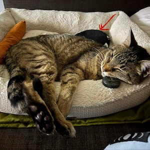 Katie added a photo of their purchase