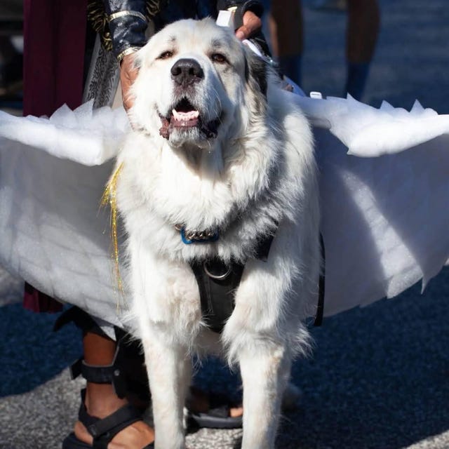Milisten Hundekleidung – Weihnachtsbaum Umhang Für Kleine Hunde, Grün, Für Cosplay & Fotos