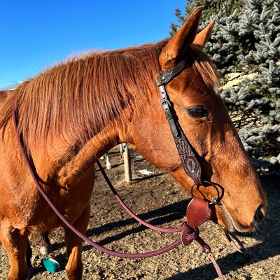 Rainbow Skinny Bronc Rope Halter and Lead Rainbow Stitching & Lettering ...