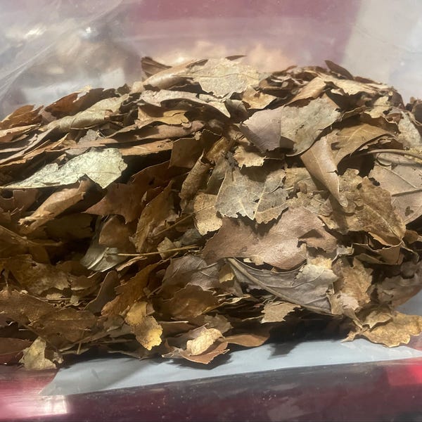 Mulched and Mixed Leaf Litter - Etsy - Designer Mix For A Bearded Dragon Leaf Litter