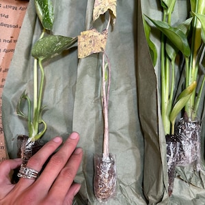 Crystal ha añadido una foto de su compra