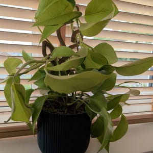 Rachel added a photo of their purchase