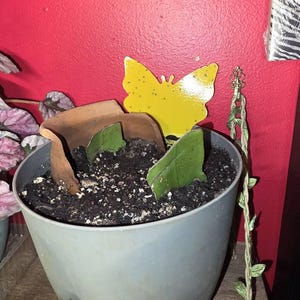Violet added a photo of their purchase