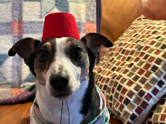 Customer photo of a pet with the Fez Hat mini small pet Cat Dog Hedgehog Vogue