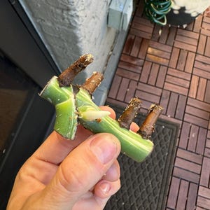 Kate added a photo of their purchase
